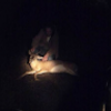 pie_kitten